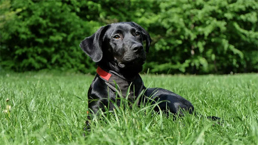 愛犬・愛猫のがん診断後も散歩は必要？獣医が教える運動のポイント5選