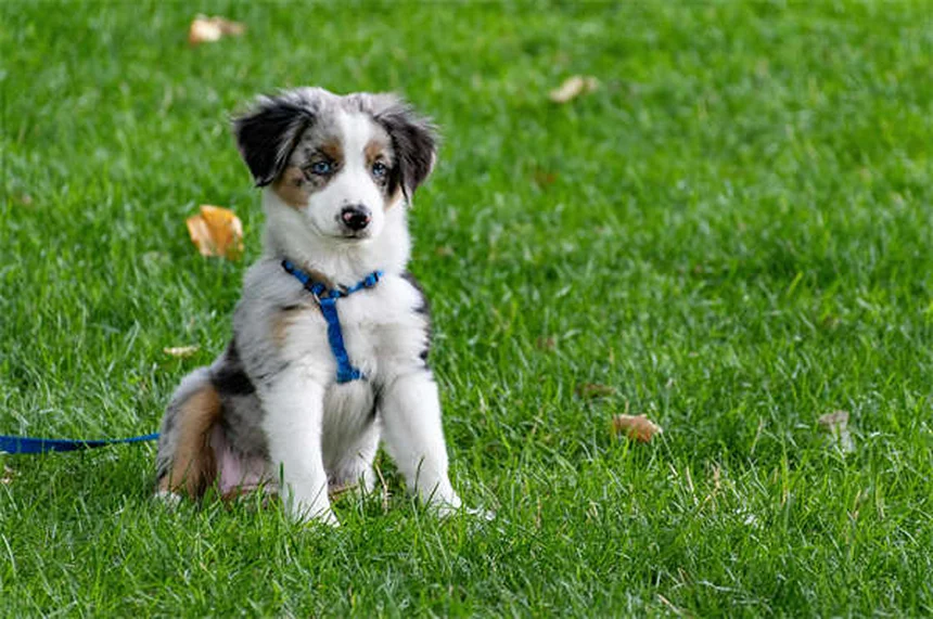 愛犬・愛猫のがん診断後も散歩は必要？獣医が教える運動のポイント5選