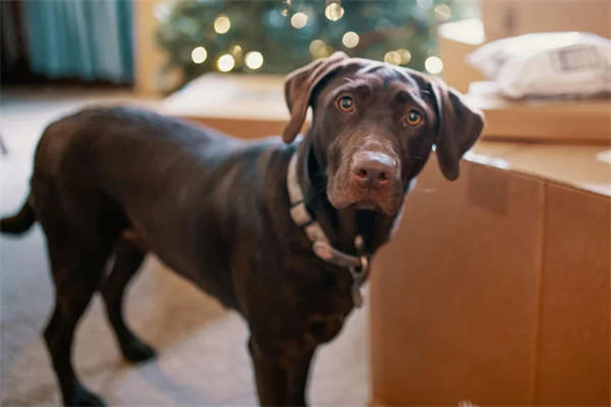 子犬の歯の生え変わりはいつから？いつまで？注意点と対処法