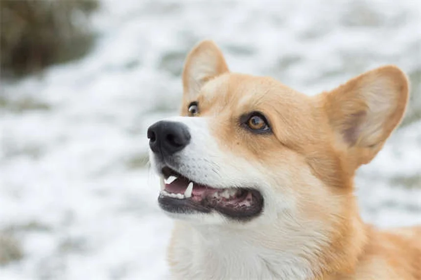 シニア猫の食事管理7つのコツ｜代謝変化と健康維持の秘訣